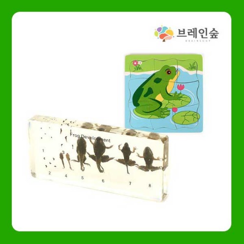 (생태성장교육 개구리) 성장모형/올챙이/자연과학