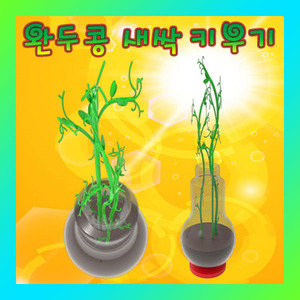 [완두콩 새싹 키우기] SUP/자연학습/식물관찰