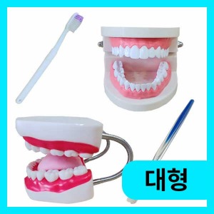 (치아모형 세트-대형) 에듀/학습용/치과병원용