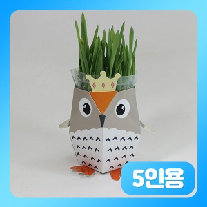 (부엉이 미니 화분 키우기-보리(외떡잎식물)-5인용) fun