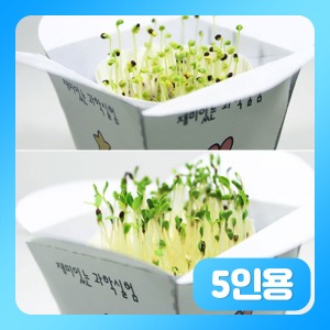 (새싹 채소 키우기 청경채-5인용) fun 쌍떡잎식물