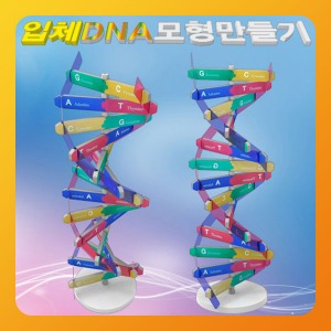 DNA 입체 모형 만들기 EDU 분자구조 과학 실험
