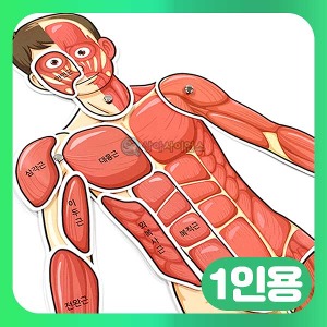 인체의 신비-인체 근육 모형 (완성시 약70cm) 1인용 SA